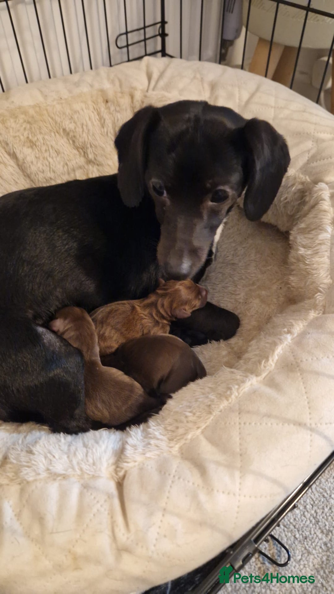 Mixed Breed dogs for sale: Mixed Breed - Advert 6