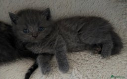 British Shorthair cats for sale: 2 British Shorthair kittens - Image 2