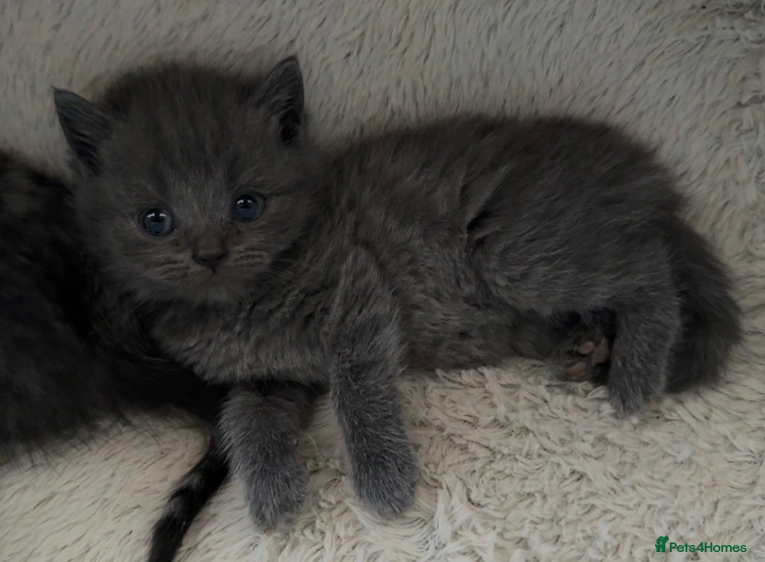 British Shorthair cats for sale: 2 British Shorthair kittens - Image 2