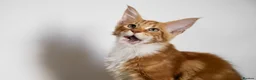 Maine Coon cats for sale: 5 Beautiful Russian Import Kittens TICA - Advert 12