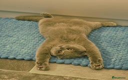 Scottish Fold cats for sale: Scottish fold  - Image 4