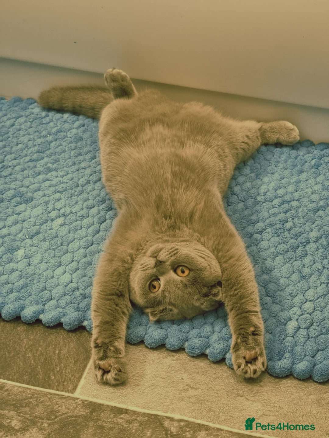 Scottish Fold cats for sale: Scottish fold  - Image 4