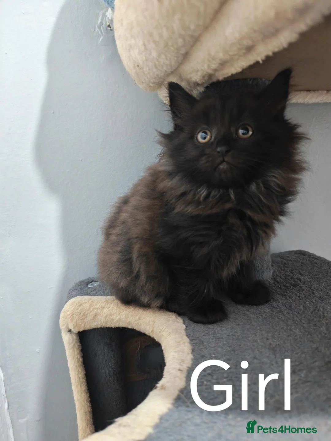 Mixed Breed cats for sale: 8 WEEKS OLD FLUFFY Kittens VIDEOS - Advert 1