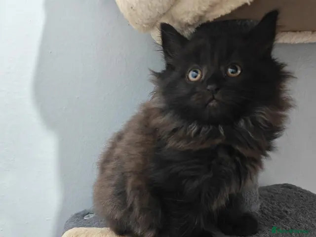 Mixed Breed cats Beautiful FLUFFY kittens VIDEOS - Advert 2