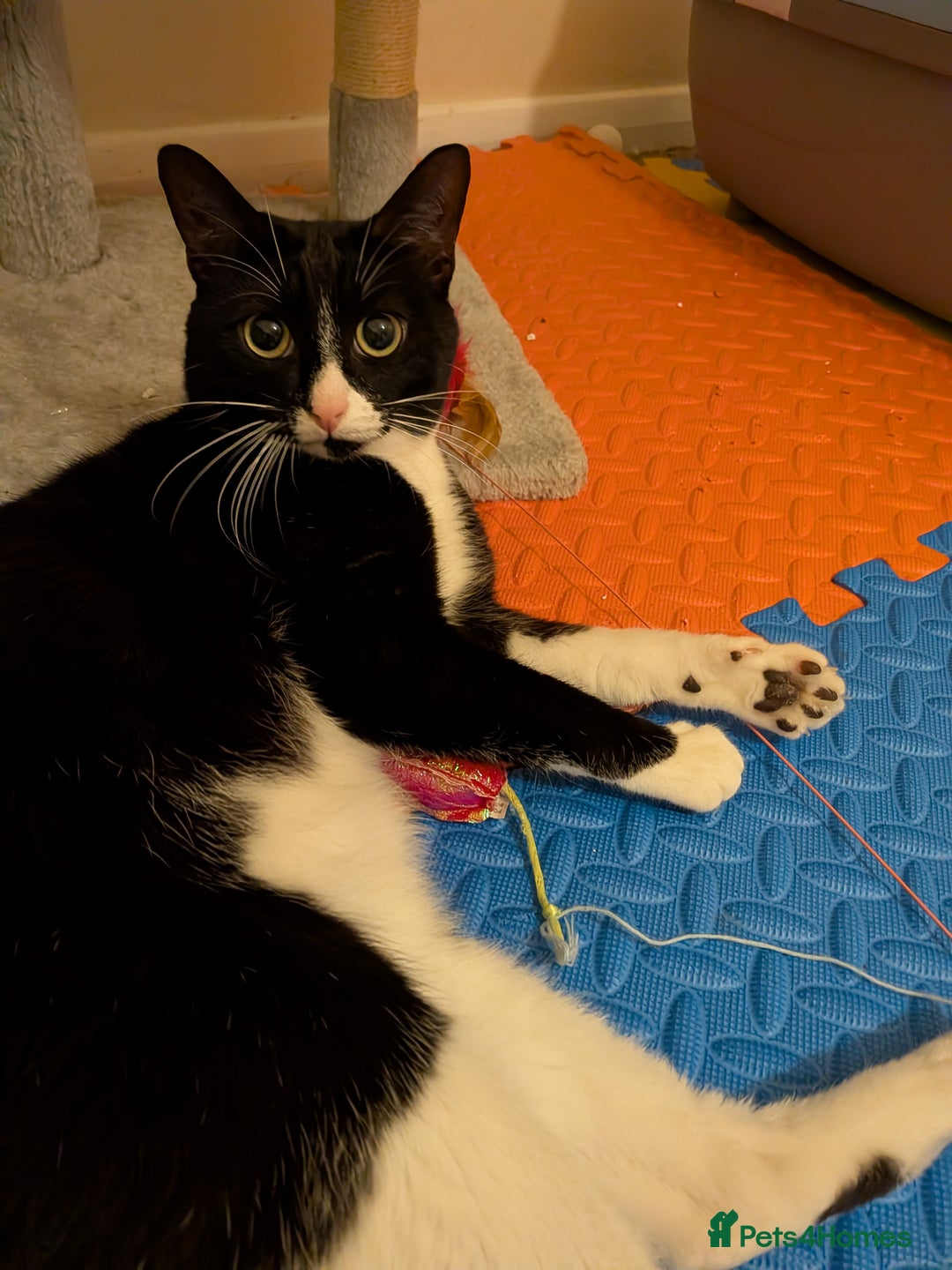 Domestic Shorthair cats for adoption: Brothers Biscuit and Bourbon need a home - Image 5