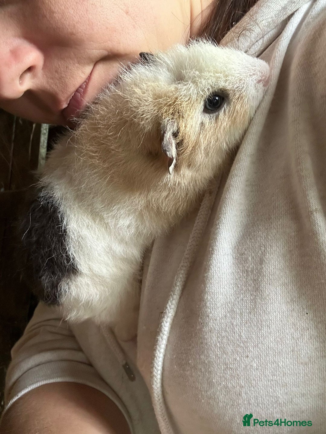 Guinea Pig rodents for sale: Guinea pigs  - Image 1