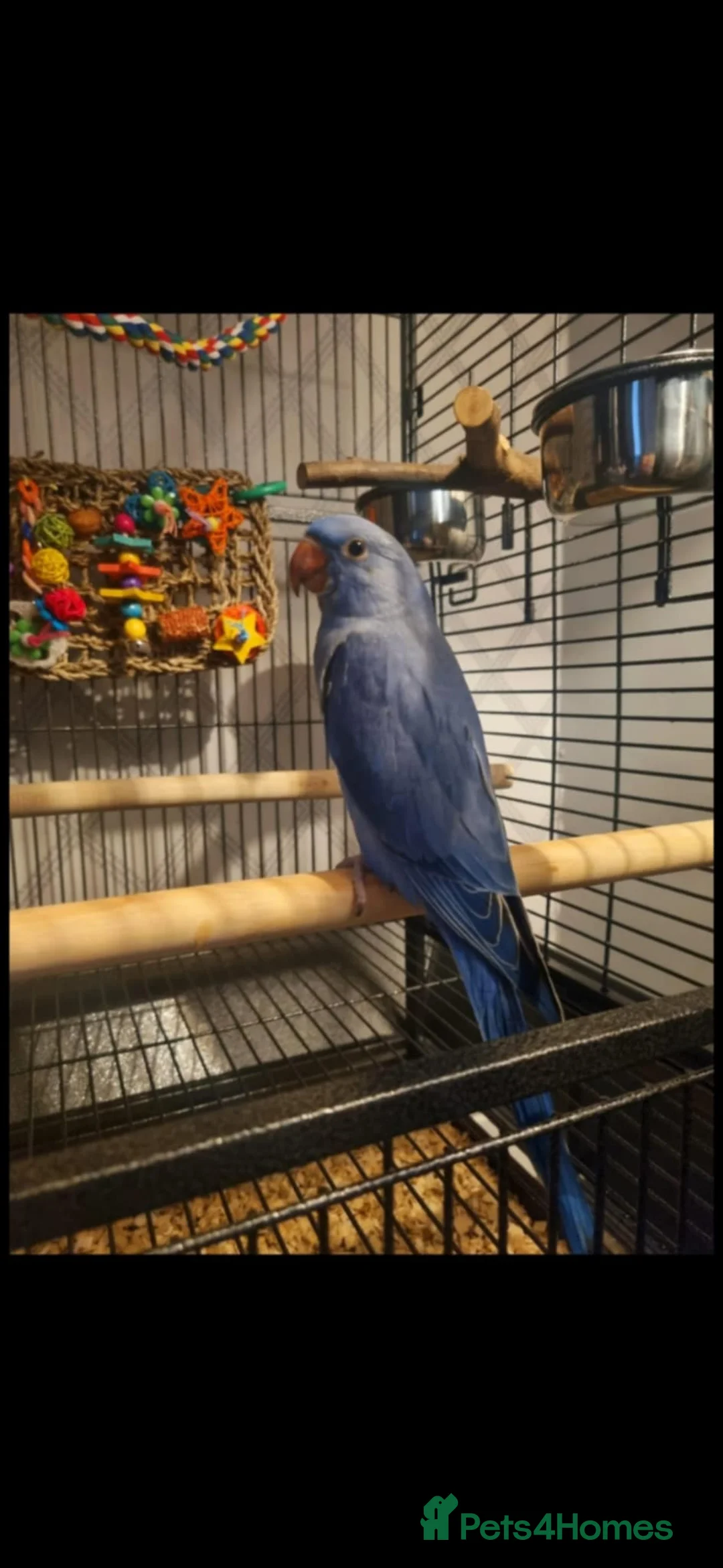 Ringnecks birds for sale: Male Indian Ringneck 3yrs in Ipswich - Advert 4