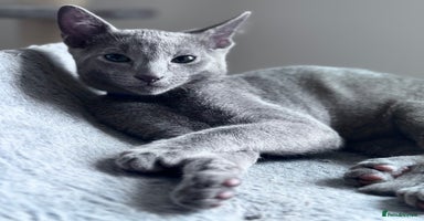 Russian Blue cats - Advert 12