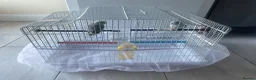Parrots birds for sale: Parrotlet  in Hayes - Advert 18