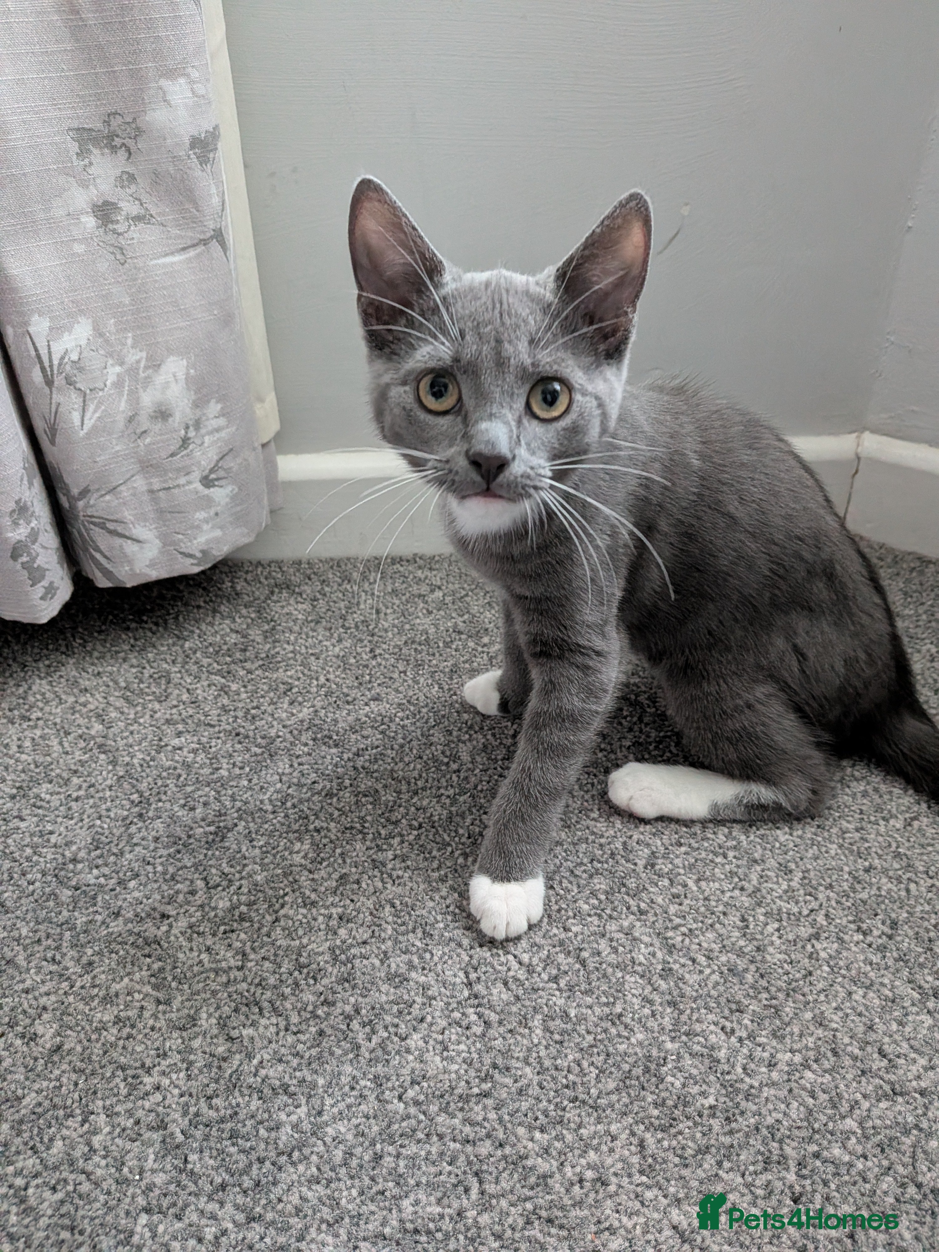 Mixed Breed cats Grey and white Kitten female - Advert 2