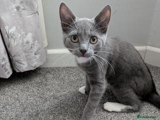 Mixed Breed cats Grey and white Kitten female - Advert 2