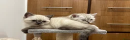 British Shorthair cats for sale: Very rare colour Pure Pedigres BSH female kitten - Advert 7