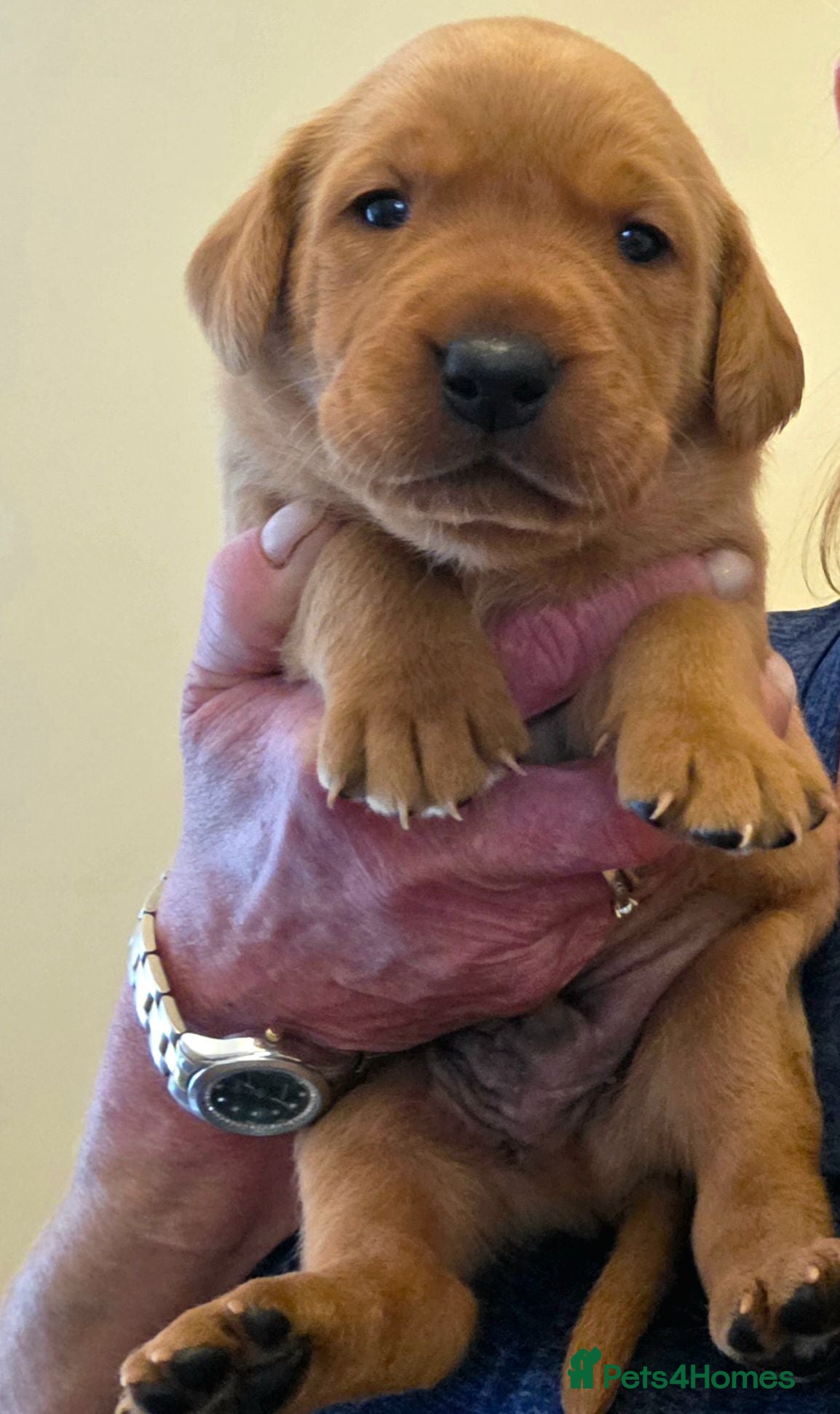 Labrador Retriever dogs Fantastic Fox Red Labrador Puppies  - Advert 2