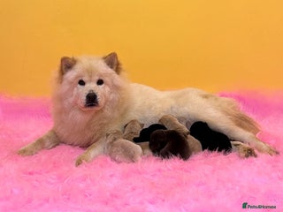 Mixed Breed dogs Stunning genuine chowsky puppies for sale - Advert 17