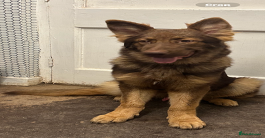 German Shepherd dogs - Advert 11