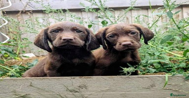 Cockerdor dogs - Advert 8