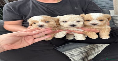 Maltipoo dogs - Advert 2