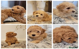 Maltipoo dogs for sale: F1b Maltipoo (Ready to leave now)   - Image 2