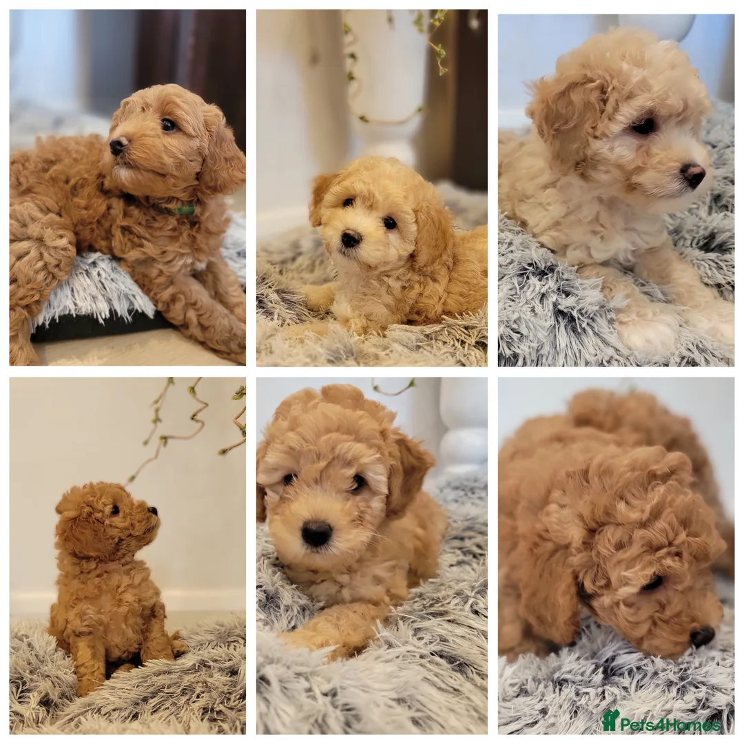 Maltipoo dogs for sale: F1b Maltipoo.   Ready to leave now  - Advert 6