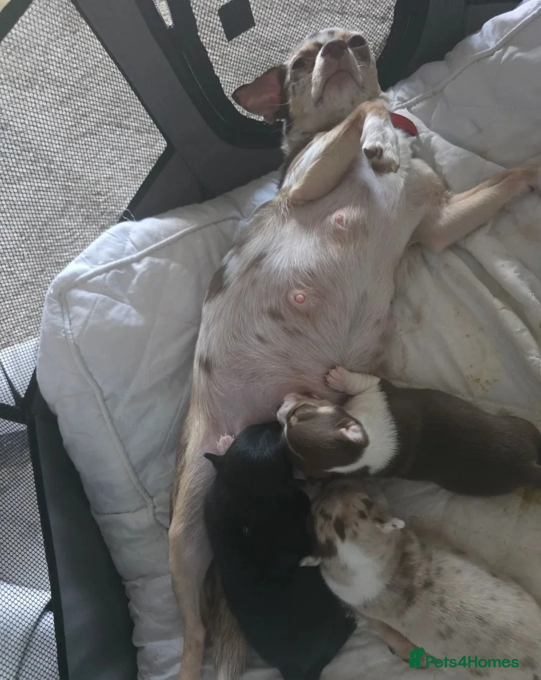 Chihuahua dogs for sale: Gorgeous Chihuahua puppies in Plymouth - Advert 2