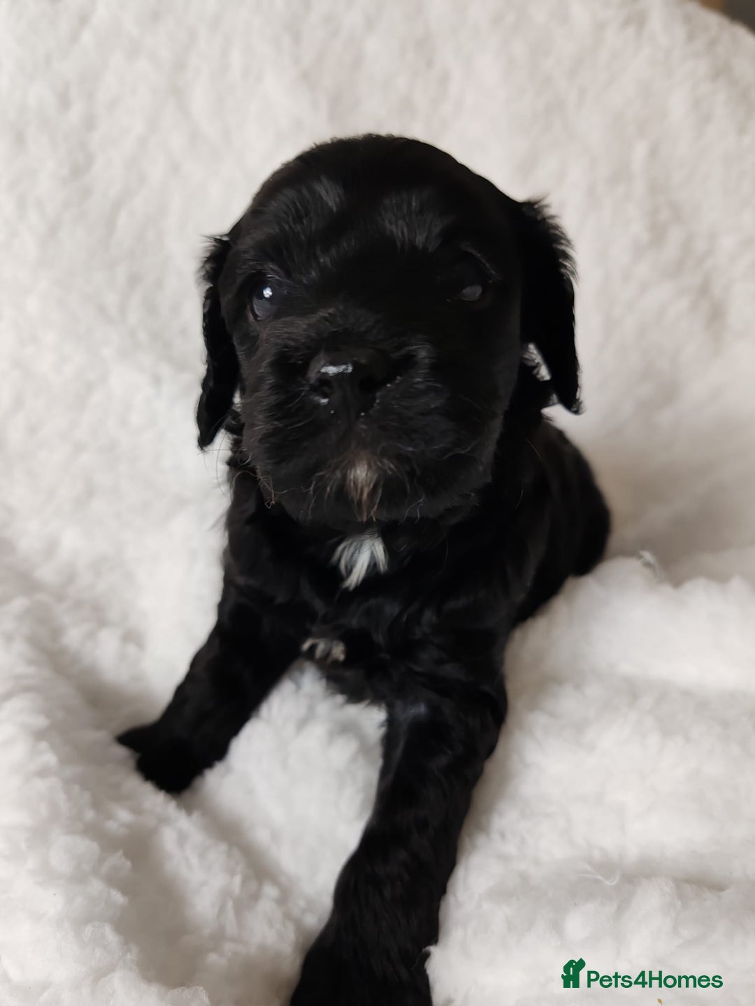 Cavapoo dogs for sale: F1 Cavapoo - Advert 12