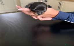 Chiweenie dogs for sale: 3 Beautiful chiwennie Girls - Advert 8