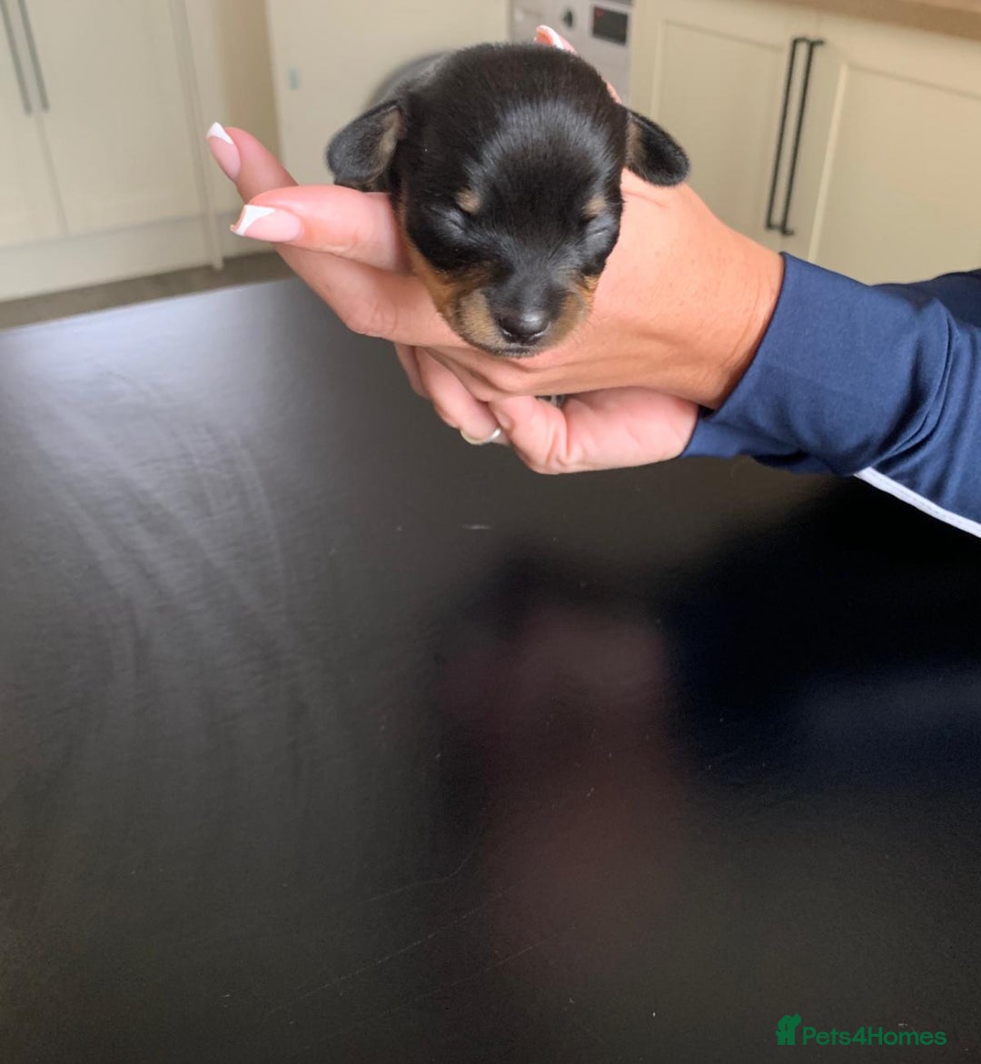 Chiweenie dogs for sale: 3 Beautiful chiwennie Girls - Advert 8