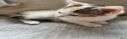 Mixed Breed cats for sale: 2 FEMALE KITTENS in Llanrwst - Advert 3