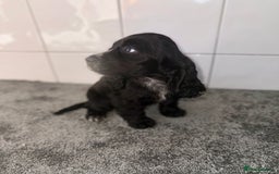 Cocker Spaniel dogs for sale: 6 stunning show type cocker spaniels  - Image 9