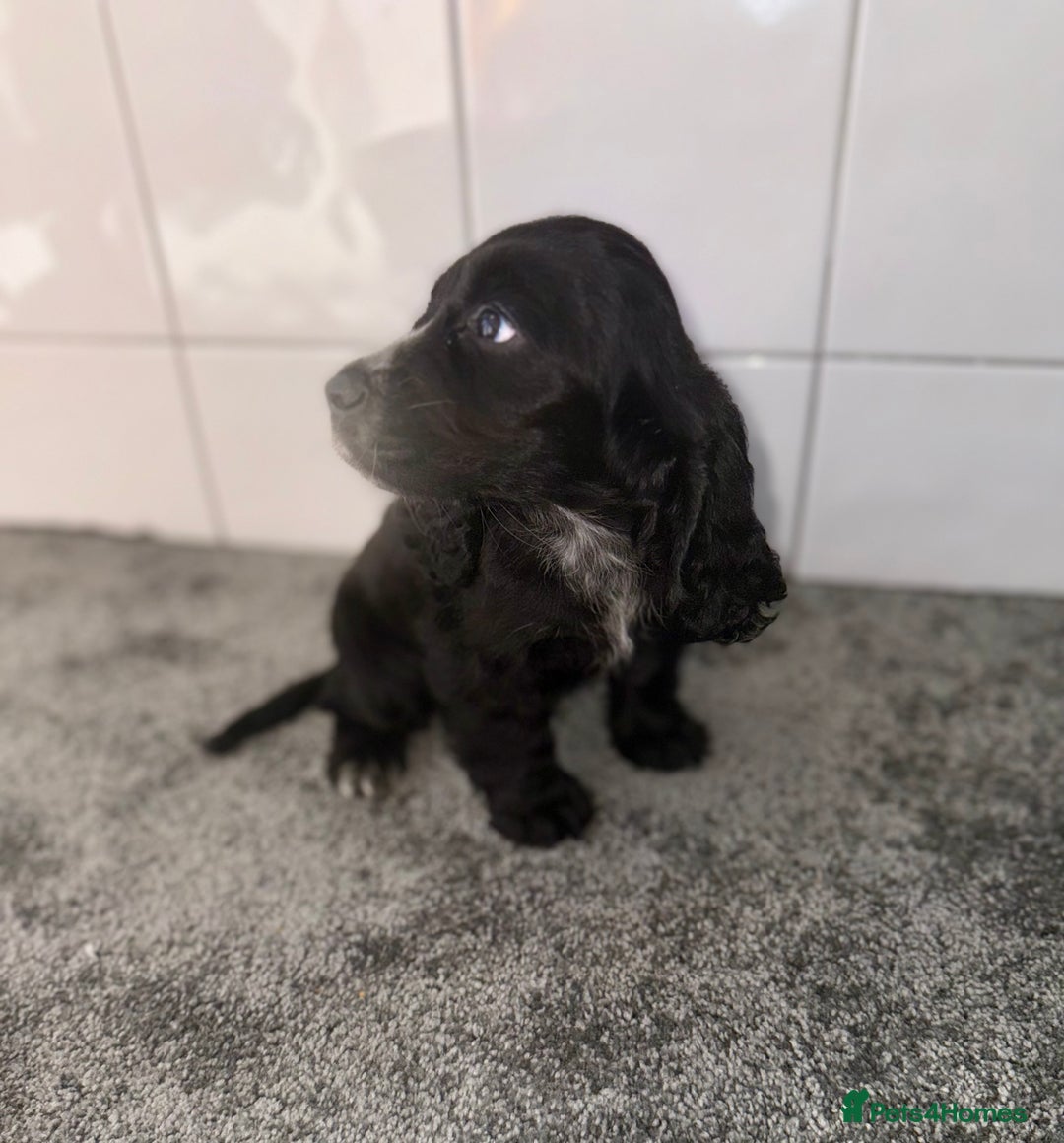 Cocker Spaniel dogs for sale: 6 stunning show type cocker spaniels  - Image 9