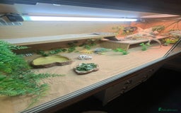 Bearded Dragon reptiles for sale: Bearded Dragon  - Image 6