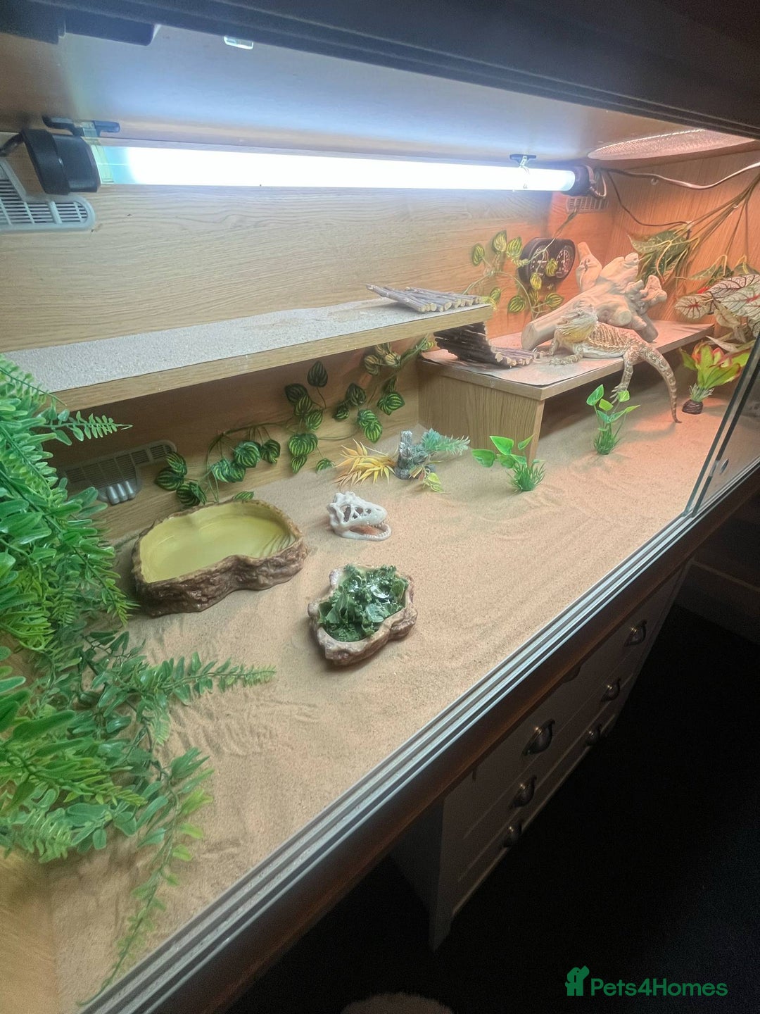 Bearded Dragon reptiles for sale: Bearded Dragon  - Image 6