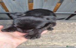 Patterdale Terrier dogs for sale: Beautiful girl left - Image 1