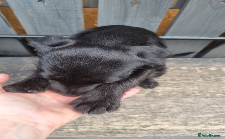 Patterdale Terrier dogs - Advert 1