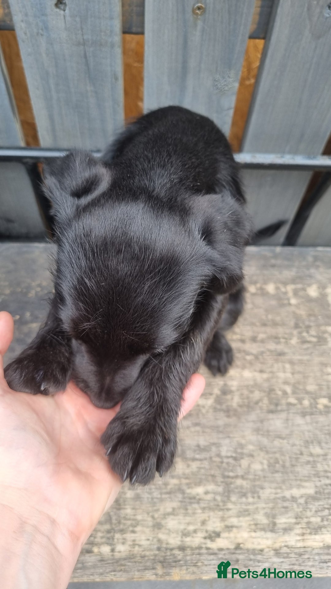 Patterdale Terrier dogs for sale: Beautiful girl left - Image 1