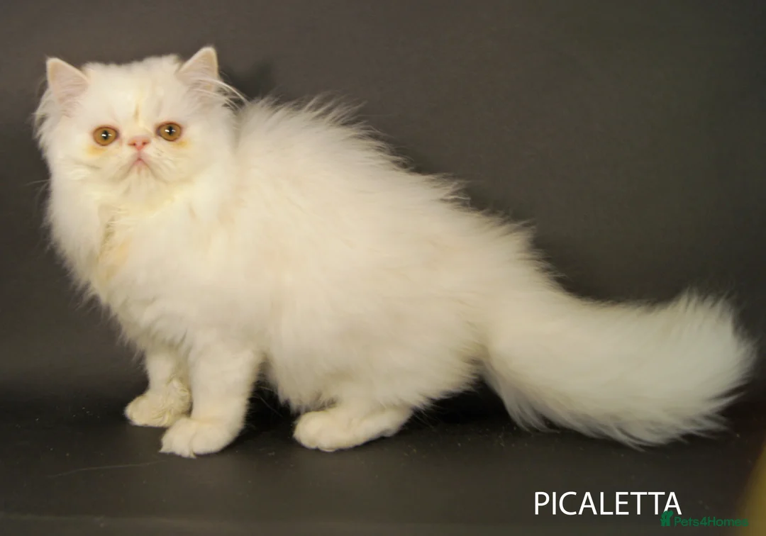 Persian cats for sale: GCCF Registered Adult Persian – Neutered, Show Q - Advert 5