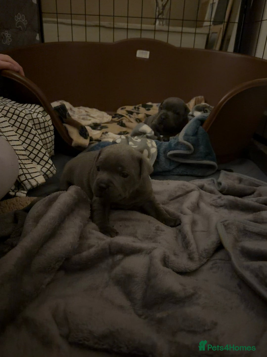 Staffordshire Bull Terrier dogs for sale: KC REGISTERED ‘KING FURY’ PUPS - Advert 6