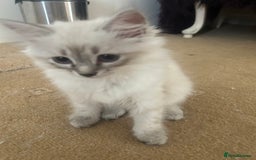 Siberian cats for sale: 😍 Siberian Neva Masquerade kittens 😍 - Image 29