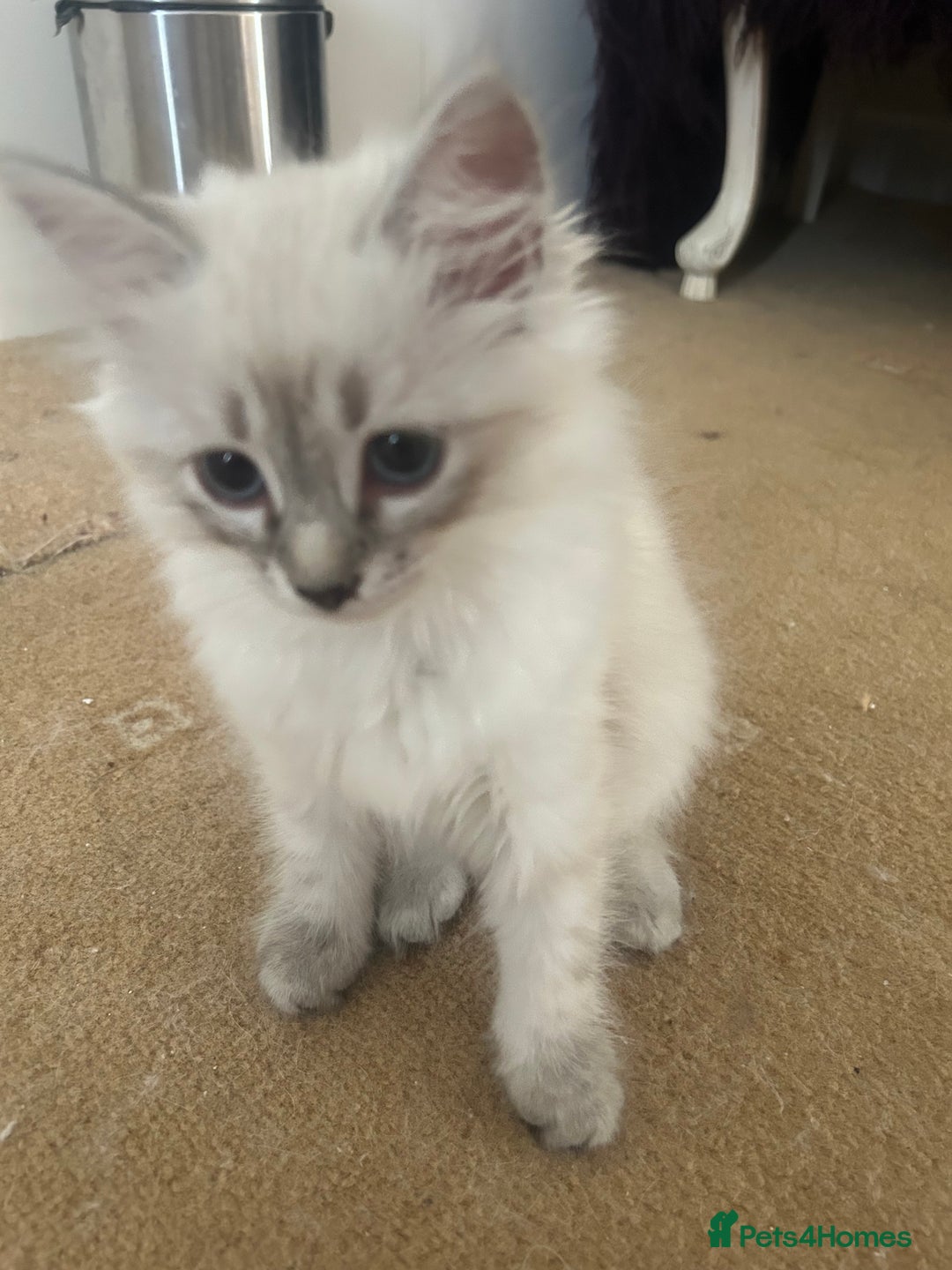 Siberian cats for sale: 😍 Siberian Neva Masquerade kittens 😍 - Image 29