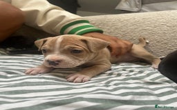 Staffordshire Bull Terrier dogs for sale: Beautiful mixstaffy looking for a forever home - Image 1