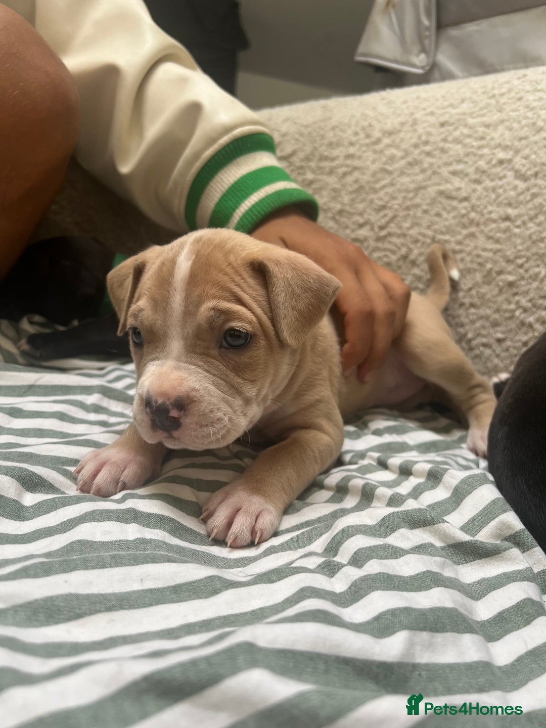 Staffordshire Bull Terrier dogs for sale: Beautiful mixstaffy looking for a forever home - Image 1