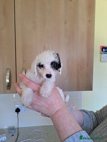 Jackapoo puppies for sale | Pets4Homes