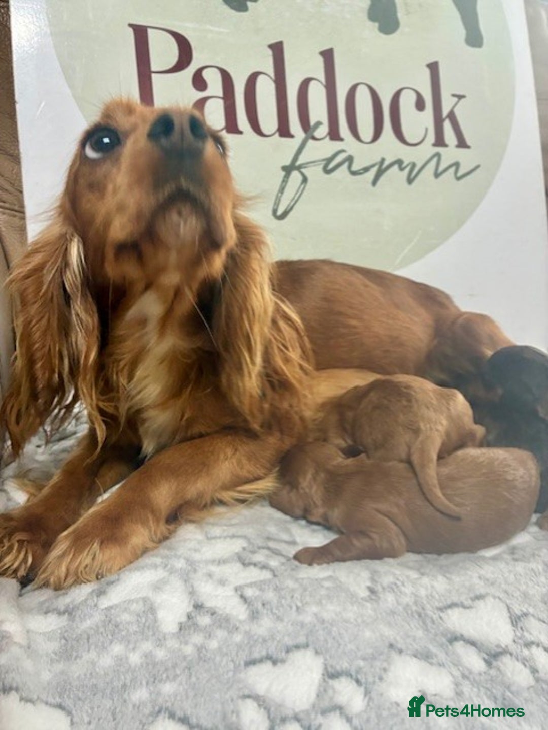 Cavapoo dogs for sale: 🌟 Outstanding Cavapoo puppies 🌟 - Advert 1