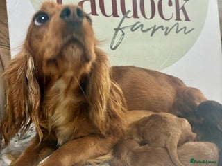 Cavapoo dogs 🌟 Outstanding Cavapoo puppies 🌟 - Advert 4