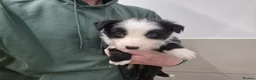 Border Collie dogs for sale: Border Collie Puppies - Advert 6