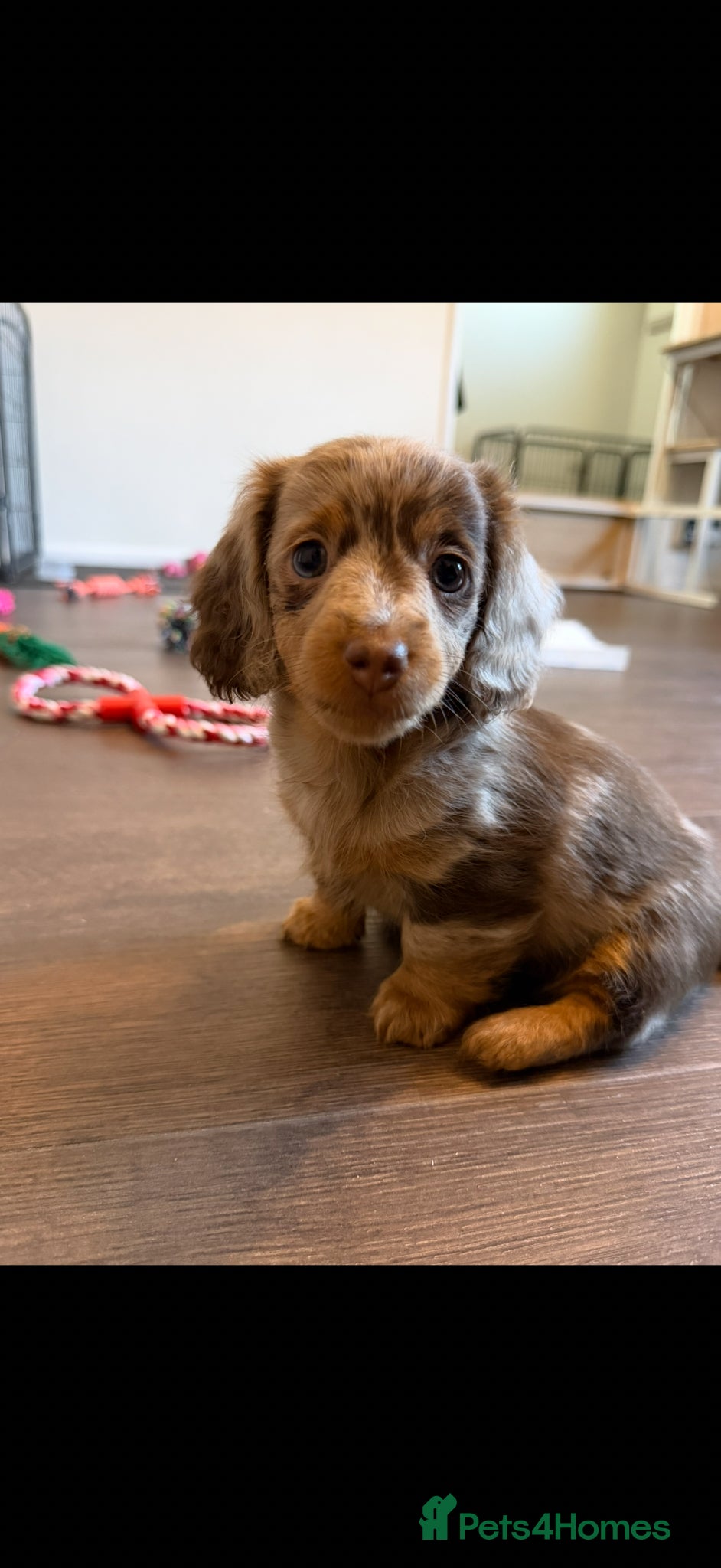 Dachshund dogs Miniature Dachshund Puppies  - Advert 1