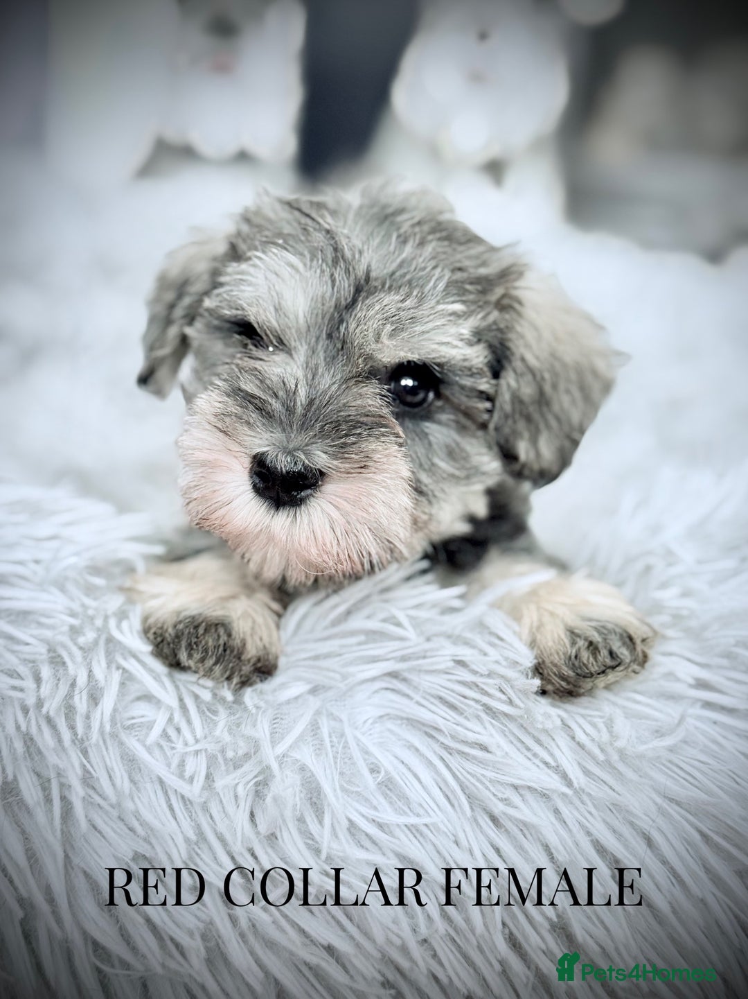 Miniature Schnauzer dogs for sale: ⭐️⭐️ ADORABLE MINI SCHNAUZER PUPS ⭐️⭐️ - Image 7