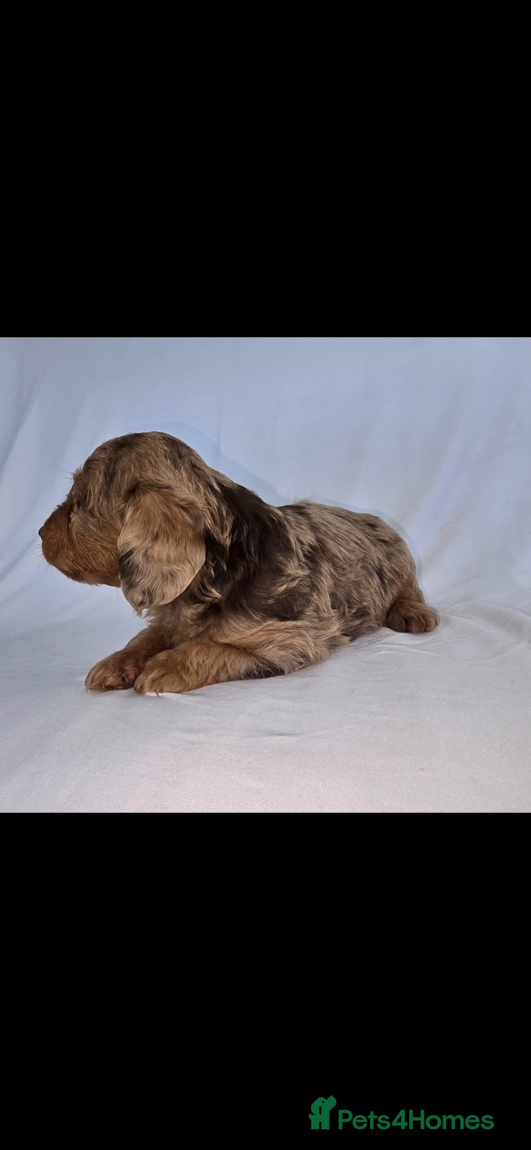 Doxiepoo dogs for sale: Adorable PRA clear daxipoos hypoallergenic  - Image 24