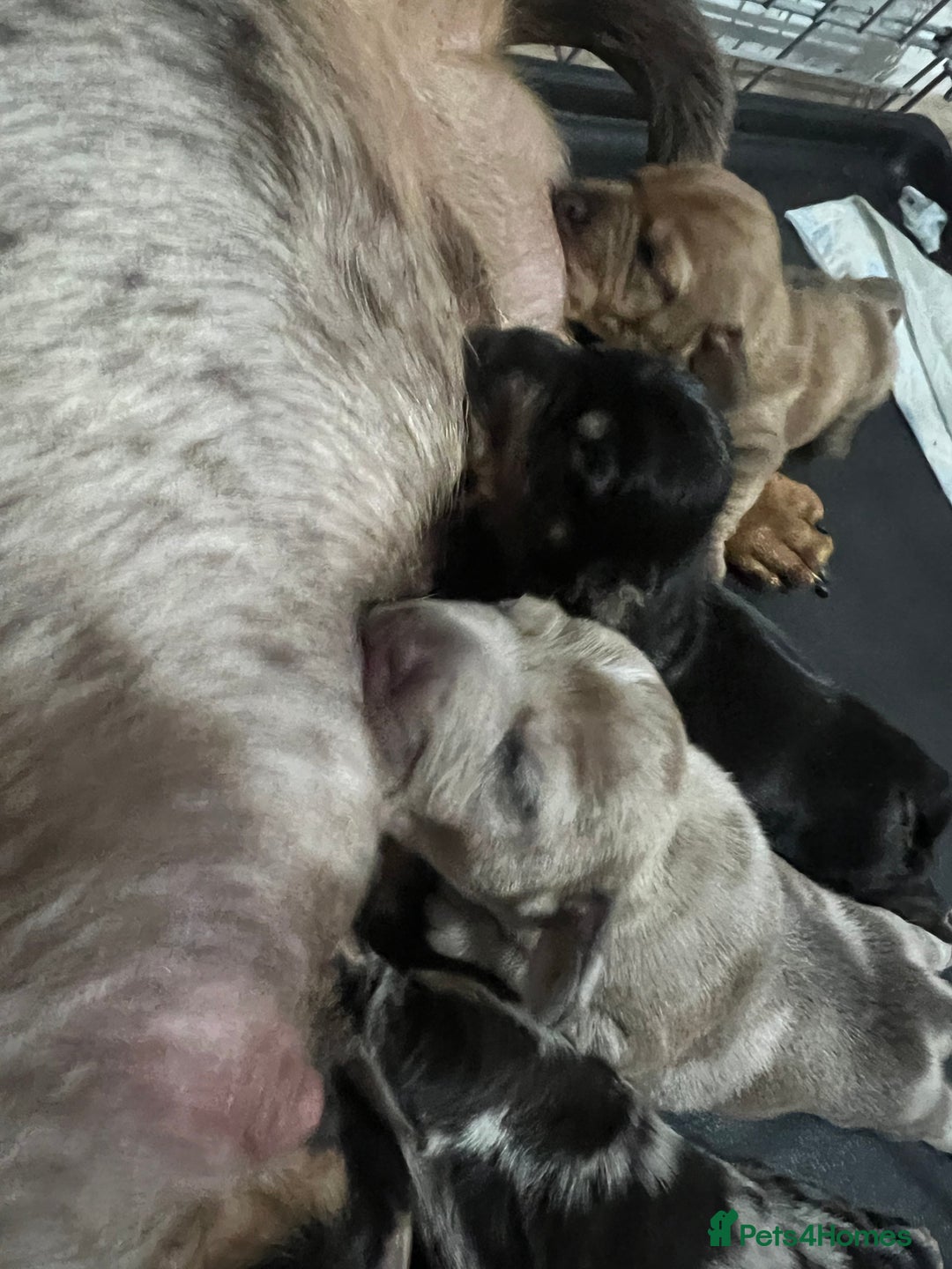 Dachshund dogs for sale: Dachounds - Image 2
