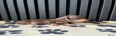Miniature Dachshund 2 sold 